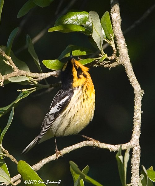 07sb4289 blackburnian warbler.jpg